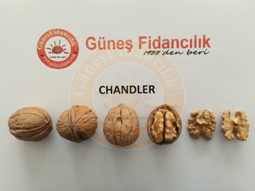chandler