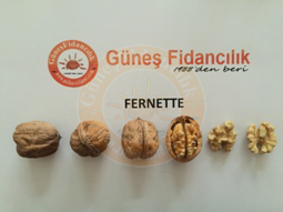 fernette