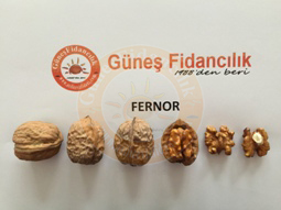 fernor ceviz fidanı