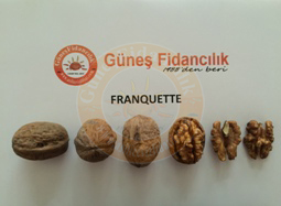 franquette ceviz fidanı