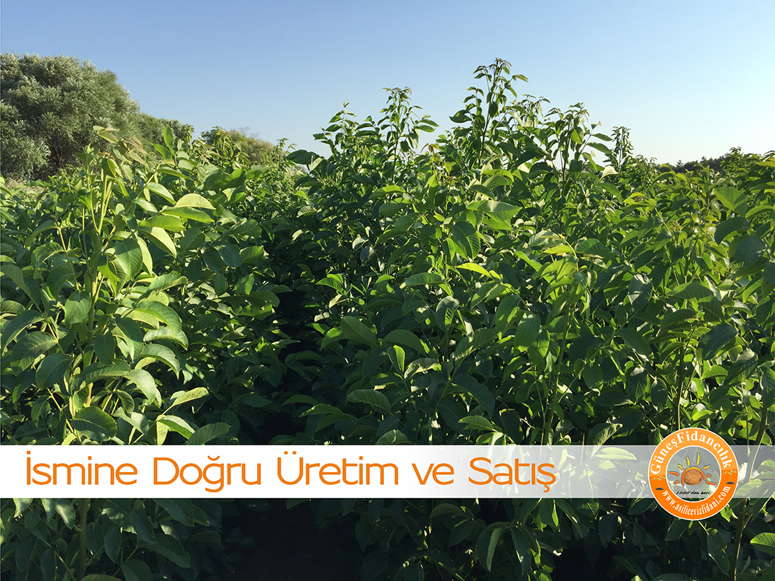 ismine doğru ceviz fidanları